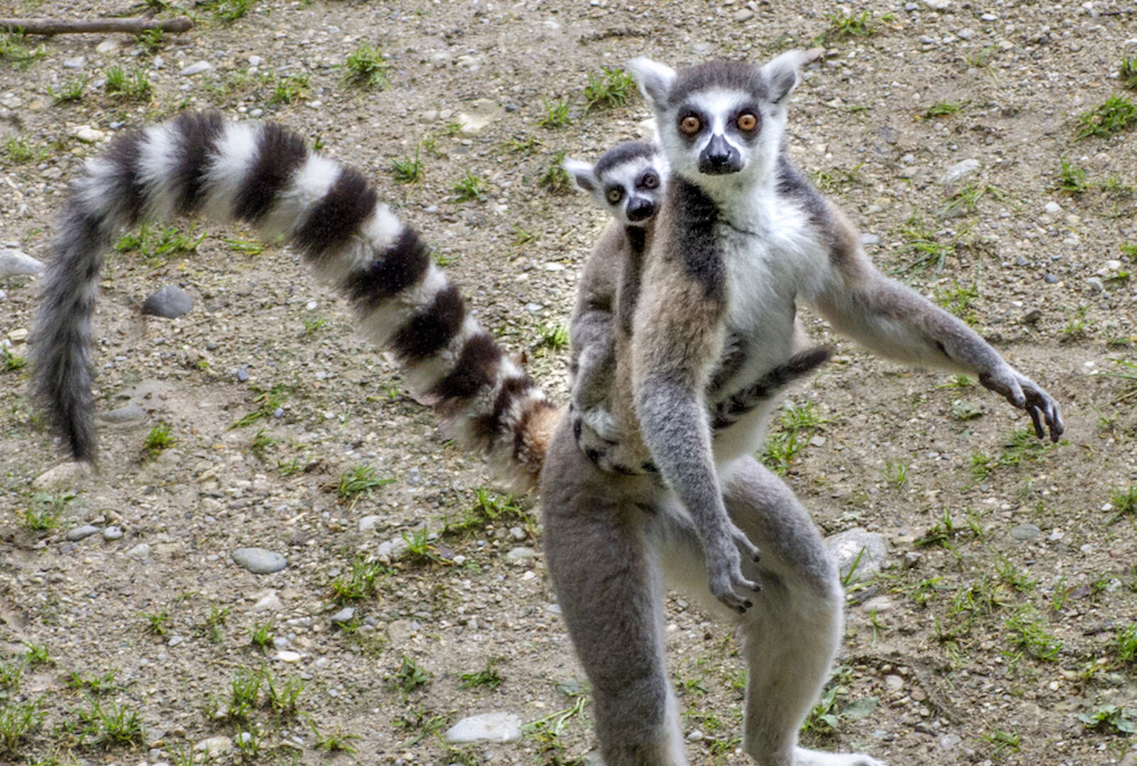 Katta-Nachwuchs | Credit: Zoo Salzburg