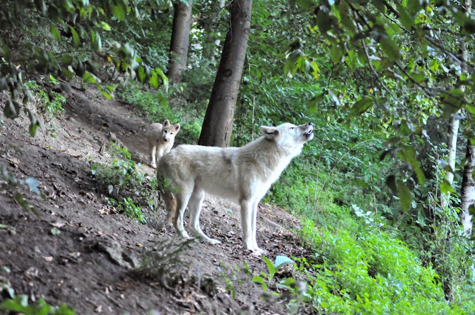 Polarwölfe im Zoo | Credit: Zoo Salzburg