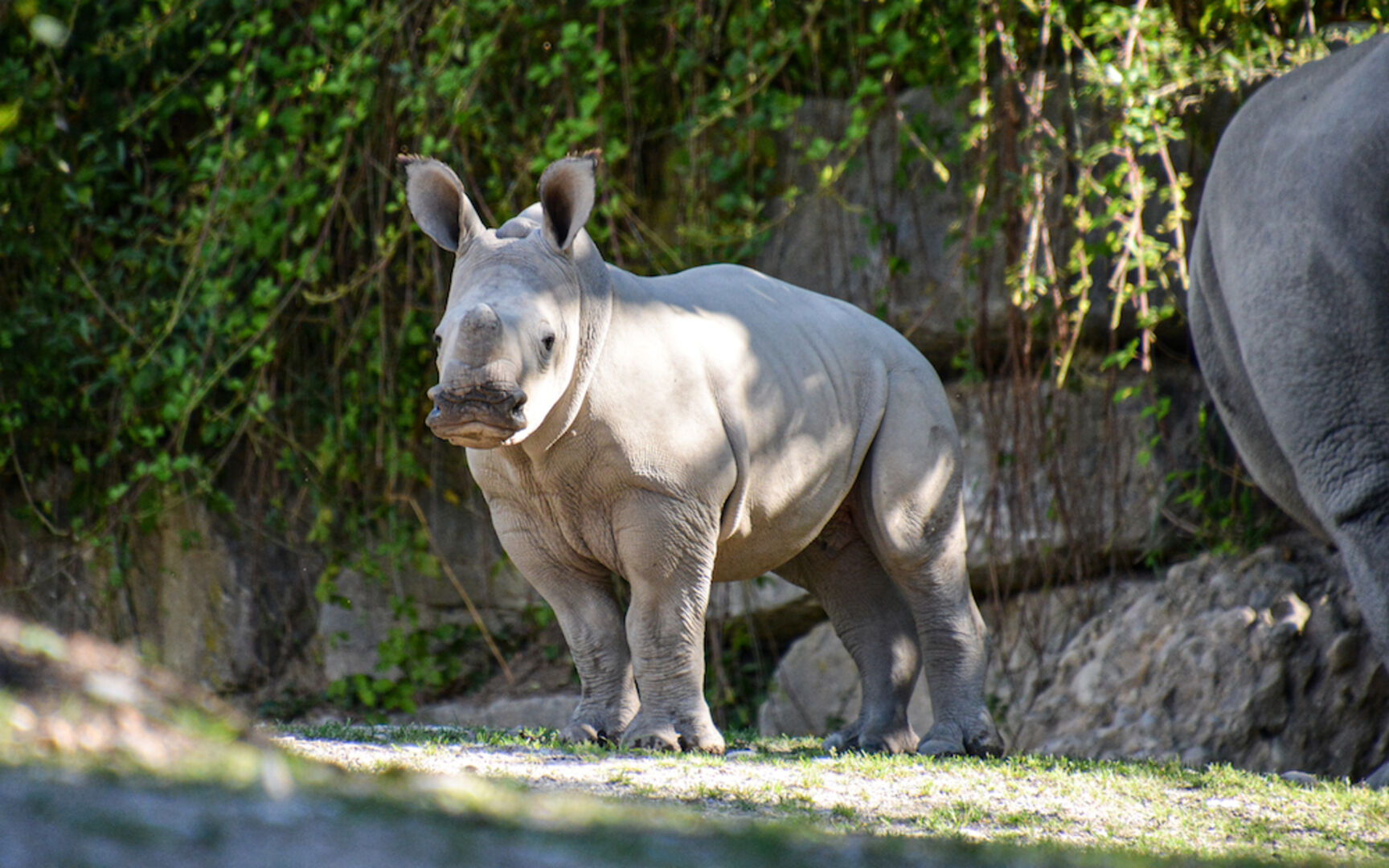 Nashornbaby Tamika im Zoo Salzburg | Credit: Zoo Salzburg