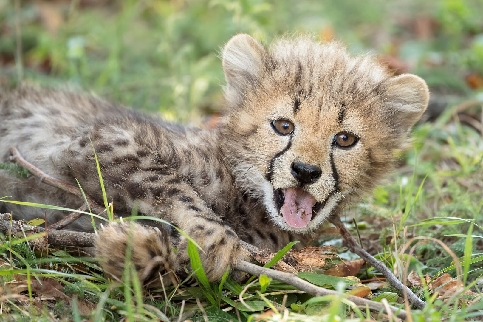 Ein Baby-Gepard schaut neugierig in die Kamera