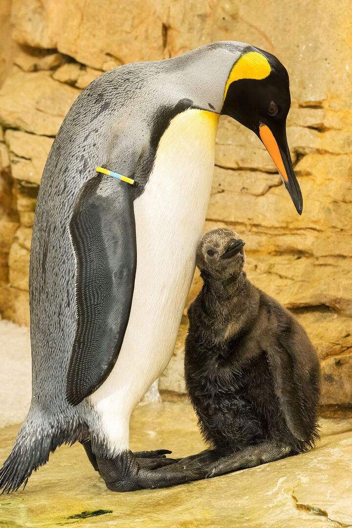 Königspinguinbaby im Tiergarten Schönbrunn