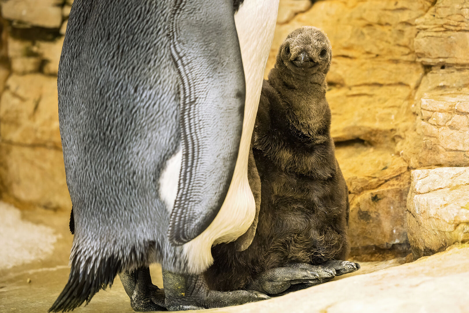 Königspinguinbaby im Tiergarten Schönbrunn