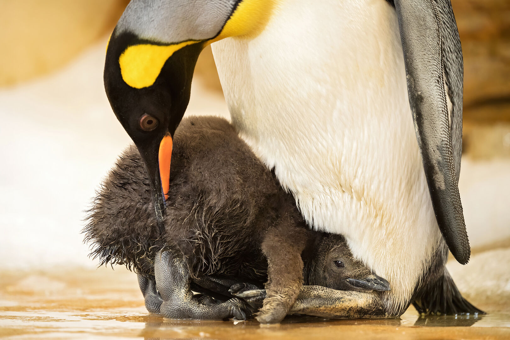 Königspinguinbaby im Tiergarten Schönbrunn
