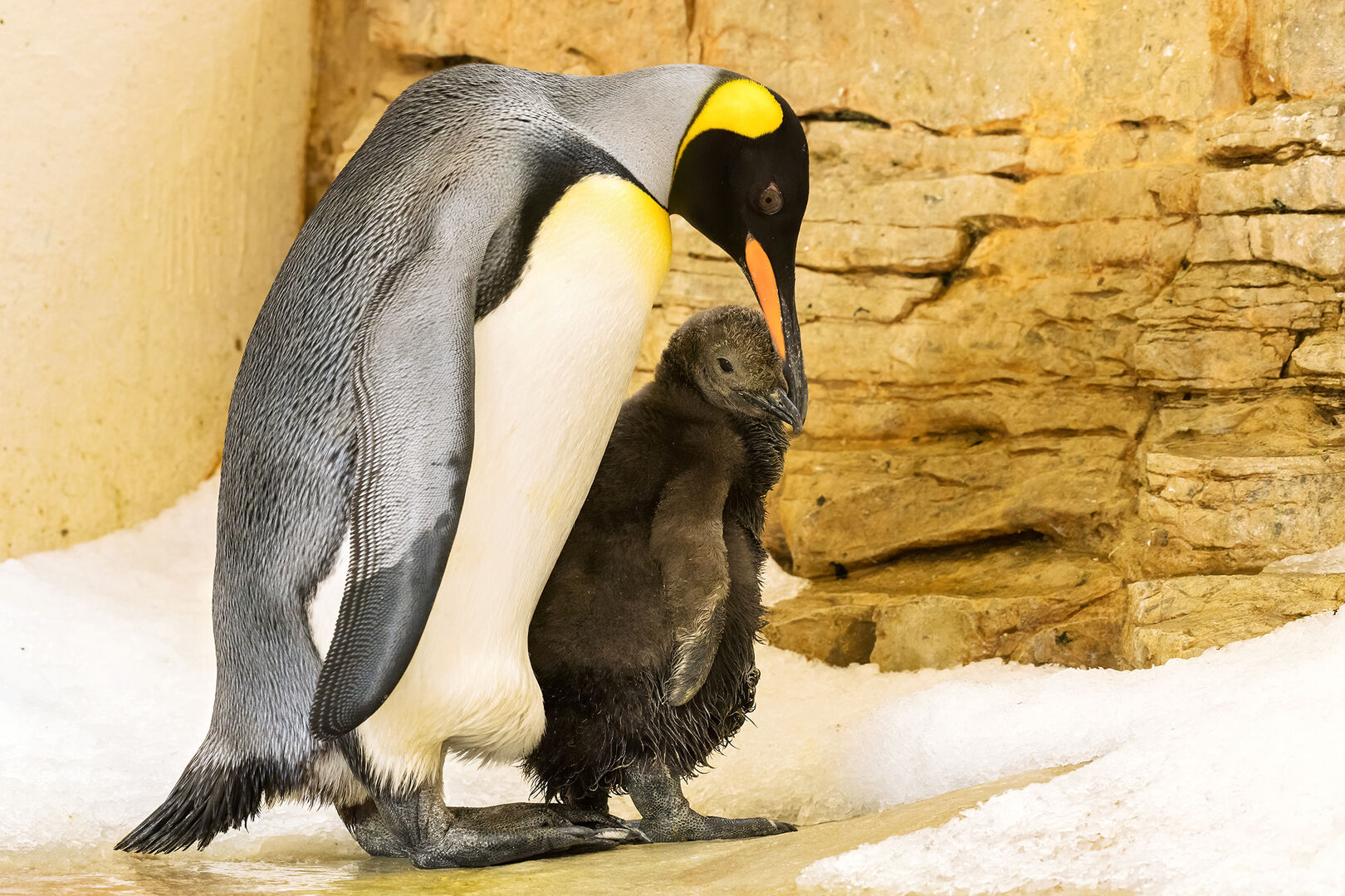 Königspinguinbaby im Tiergarten Schönbrunn