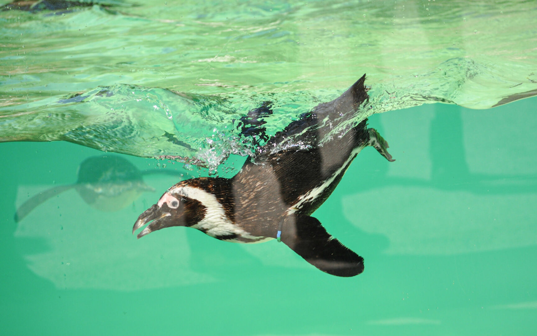 Brillenpinguin Peso | Credit: Zoo Salzburg