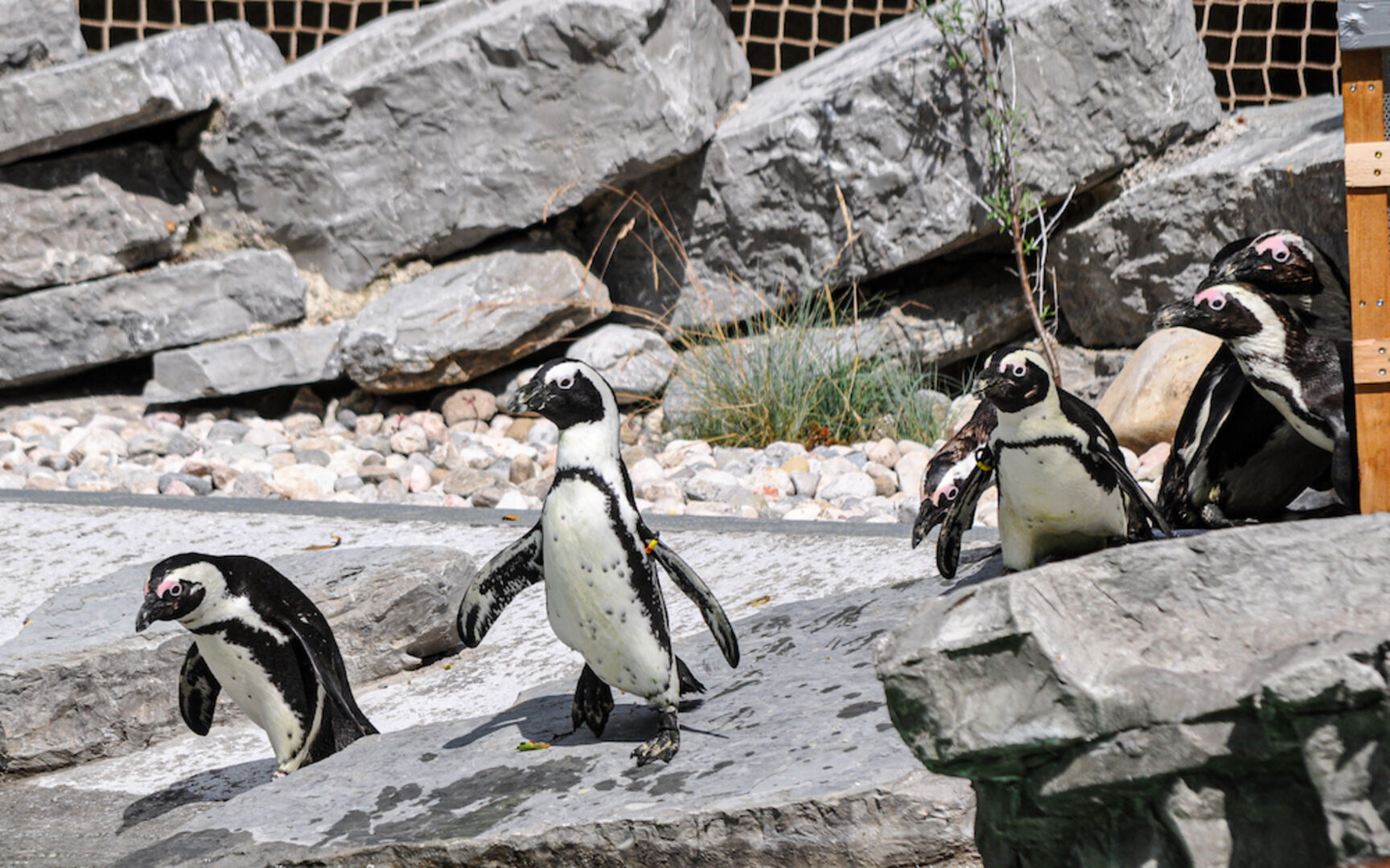 Brillenpinguine | Credit: Zoo Salzburg