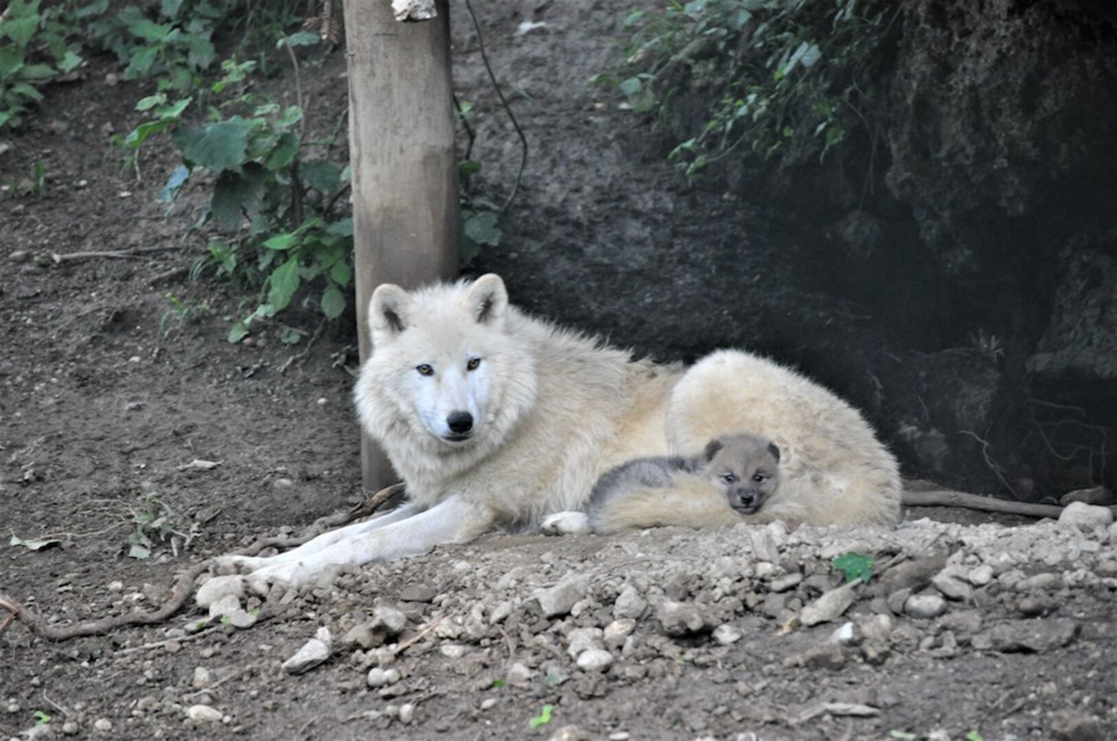 Polarwölfe | Credit: Zoo Salzburg