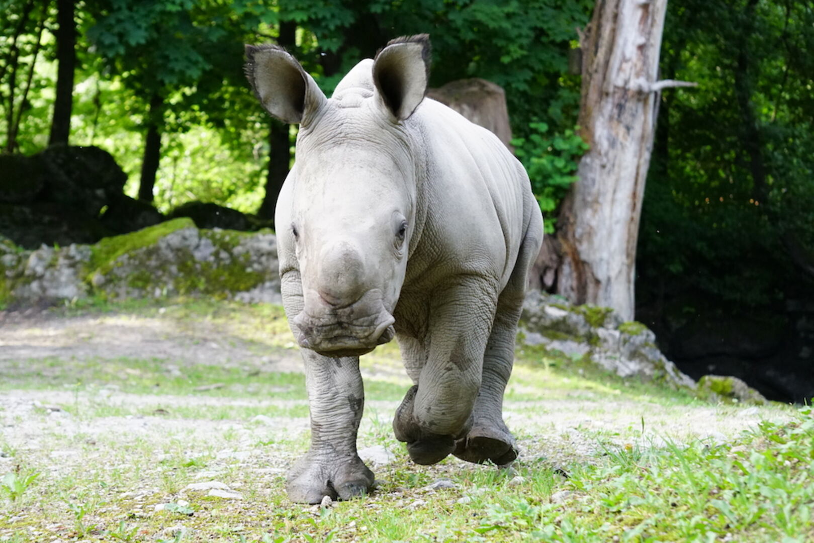 Nashornbaby Tamika | Credit: Zoo Salzburg