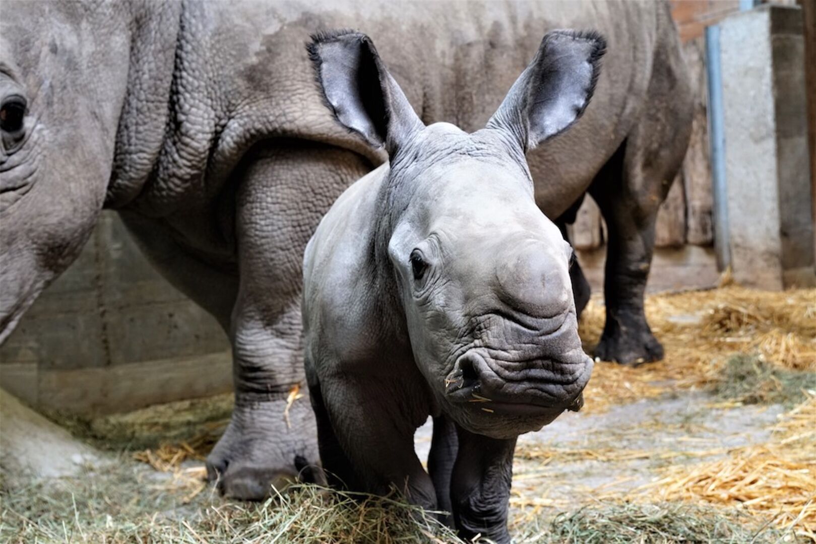 Nashornkalb Tamika | Credit: Zoo Salzburg