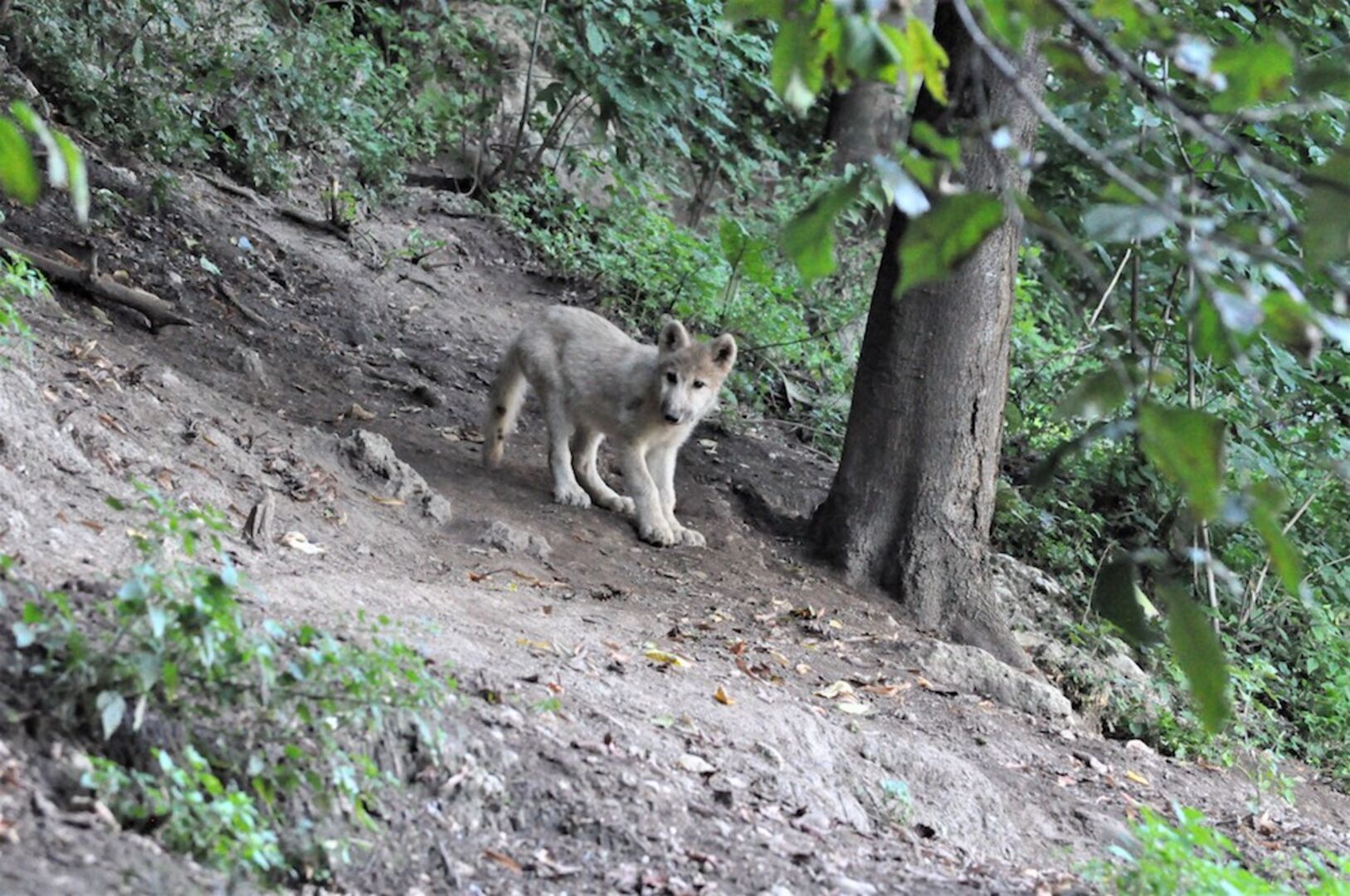 Polarwolf Koji | Credit: Zoo Salzburg
