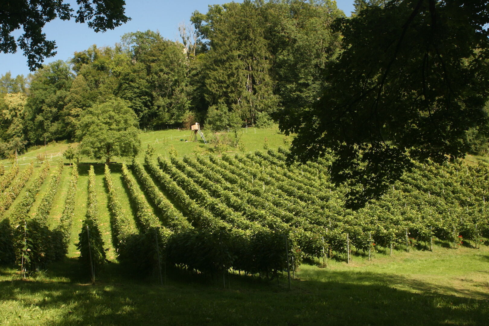 Weingut | Credit: Weekend Magazin