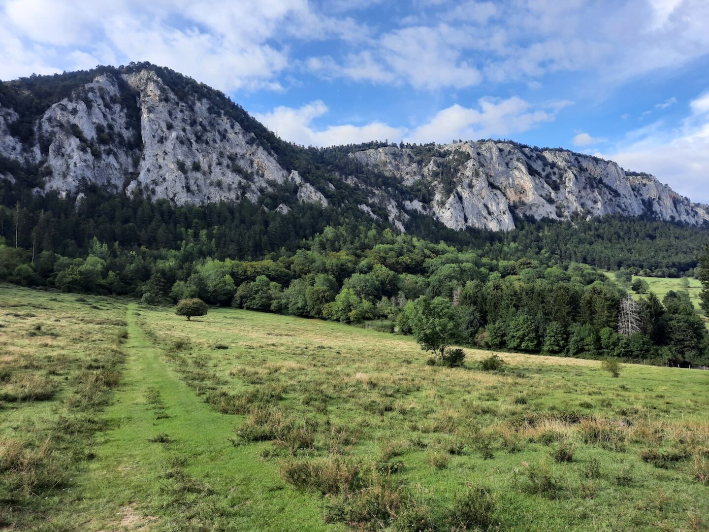 Kuhweide vor Bergpanorama