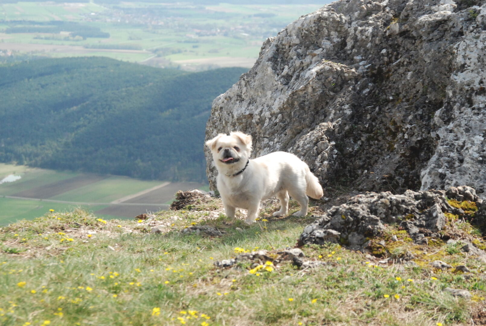 Berg mit Hund