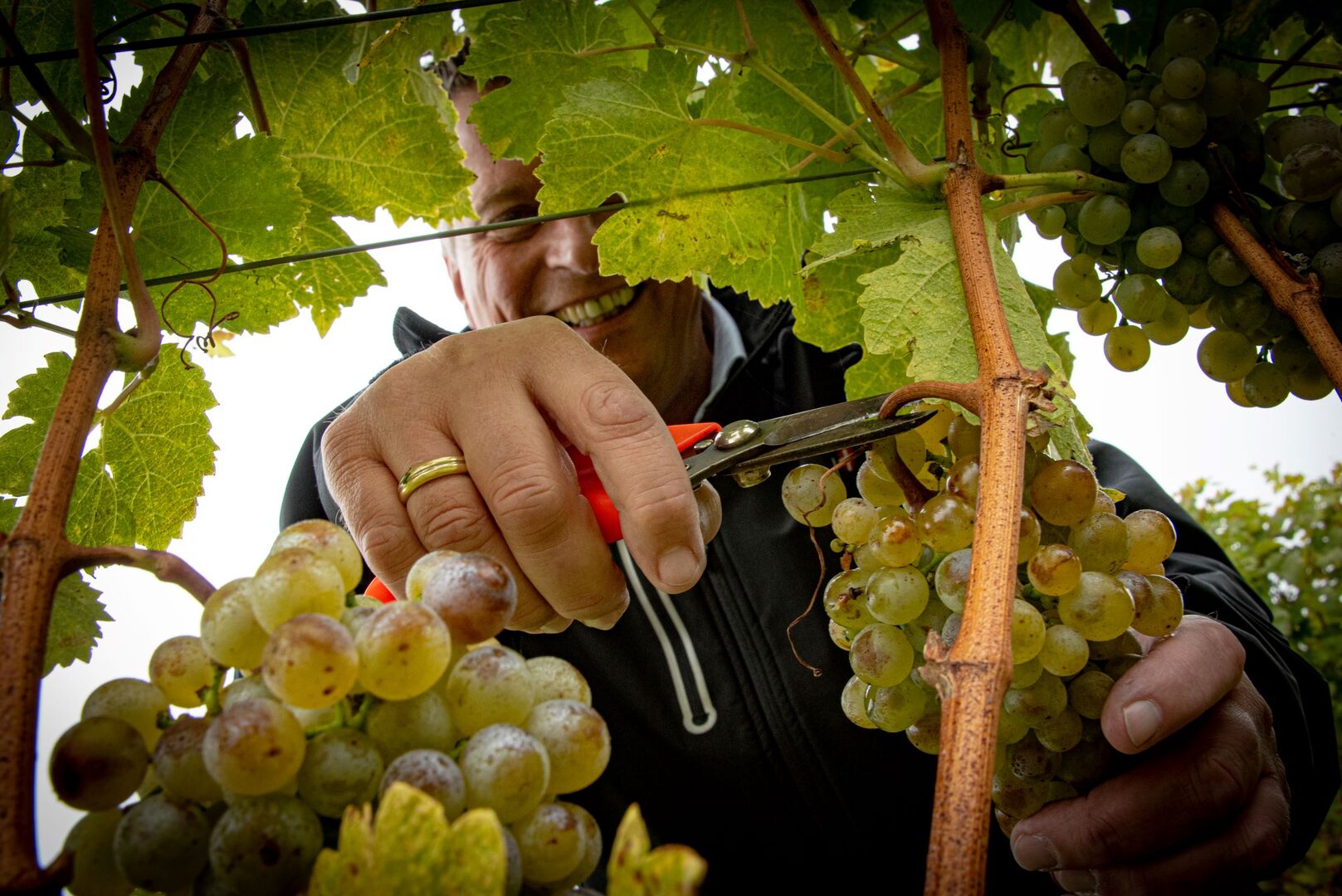 Winzer bei der Weinlese