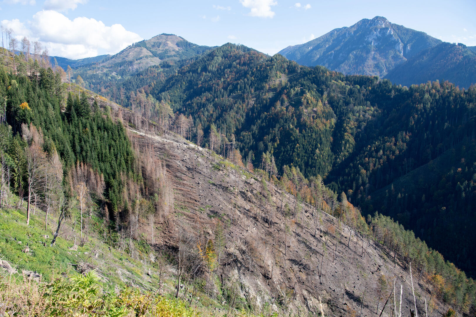 Ein von Bränden schwer beschädigter Schutzwald