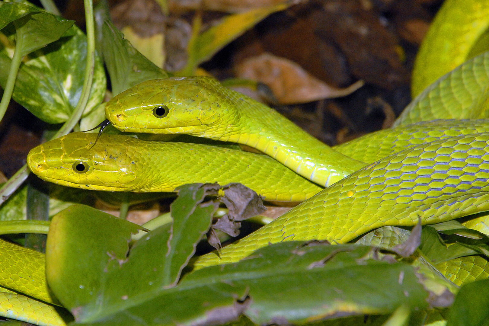 Erwachsene Grüne Mambas