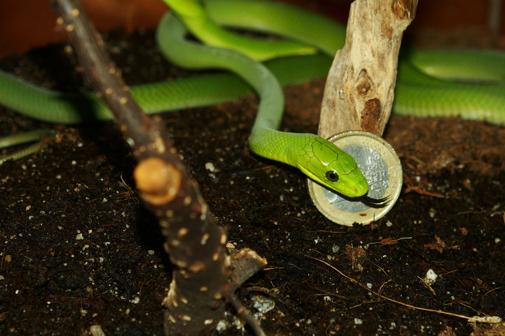 Junge Grüne Mamba auf Entdeckungsreise