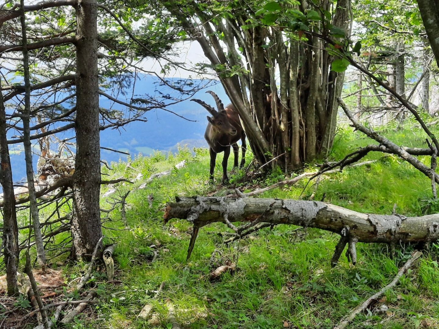Junger Steinbock kratzt sich am Strauch.