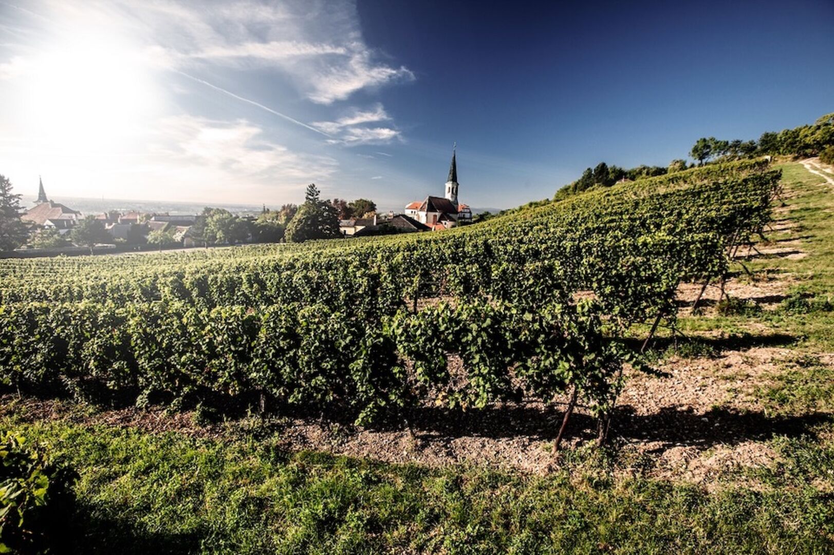 weinbau_verkostung_tattendorf