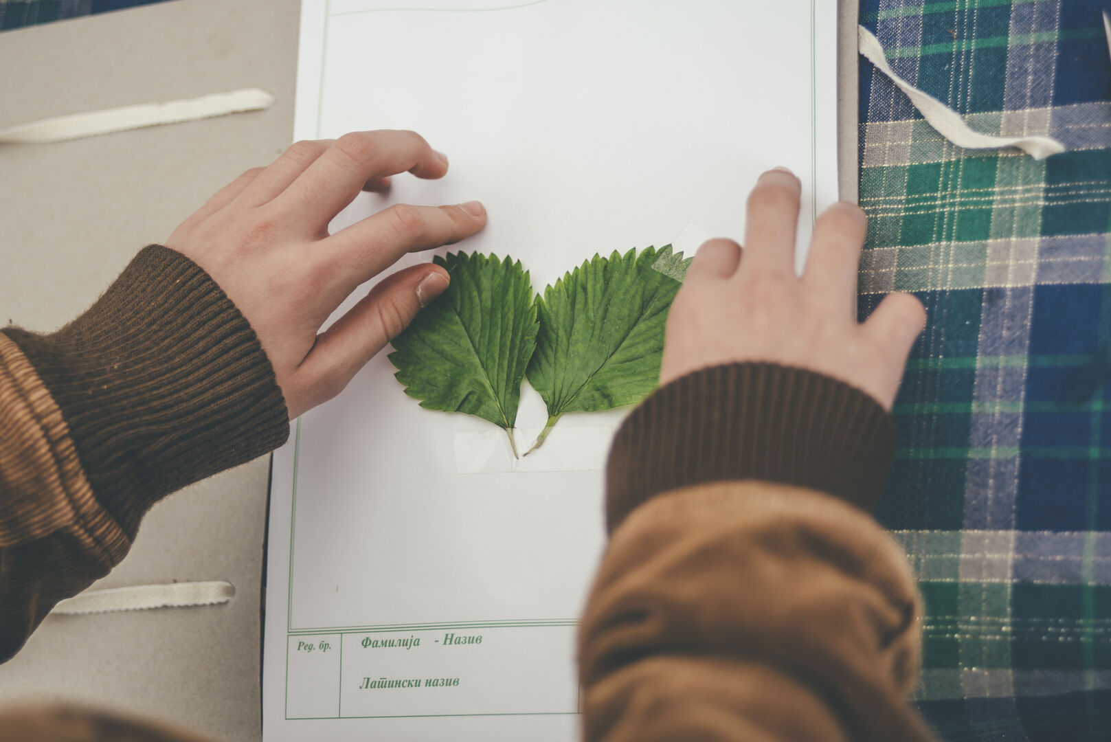 Herbarium für Kinder | iStock.com/Pawzi