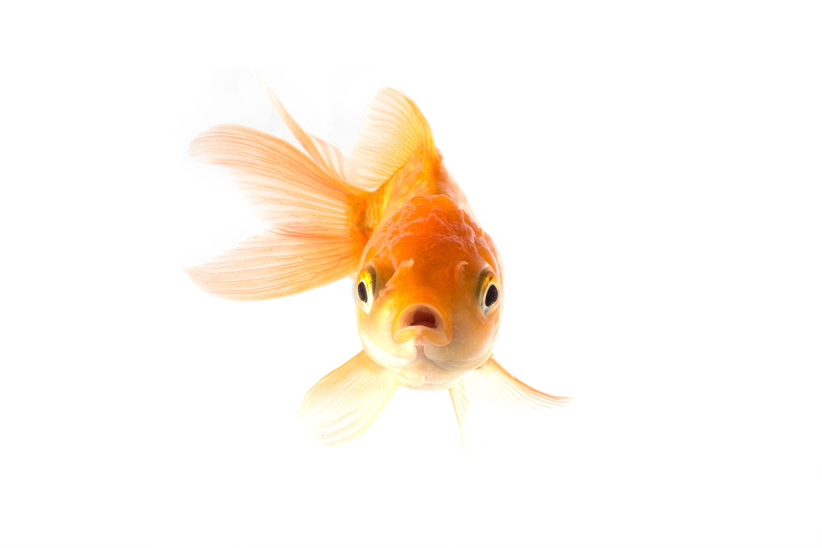 Goldfisch | Credit: istockphotos/9george