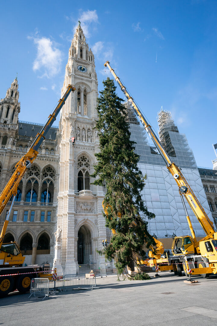 Aufstellung des Weihnachtsbaumes am Rathausplatz_1