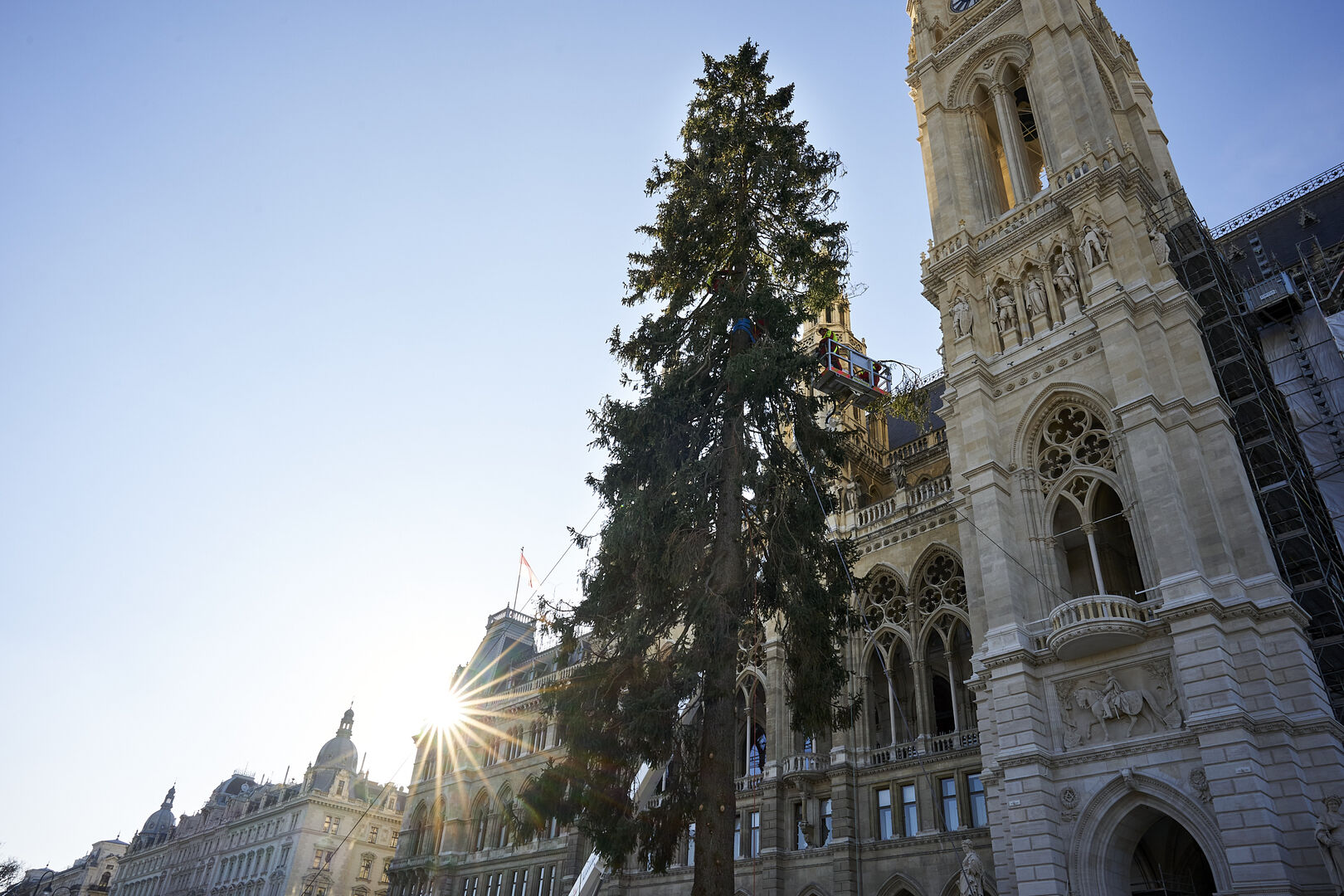 Aufstellung des Weihnachtsbaumes am Rathausplatz_2