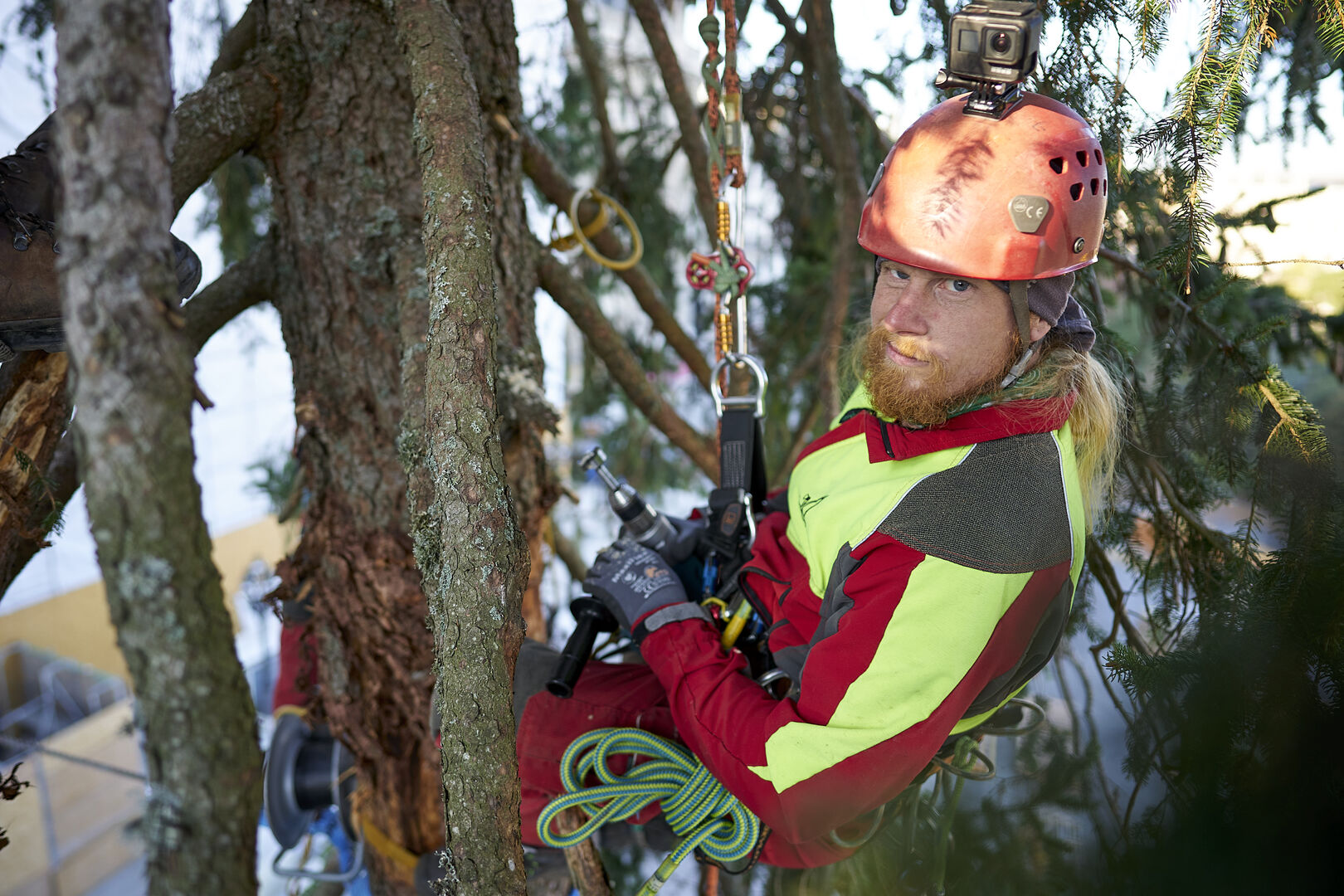 Der Wiener Weihnachtsbaum wird geschmückt_1
