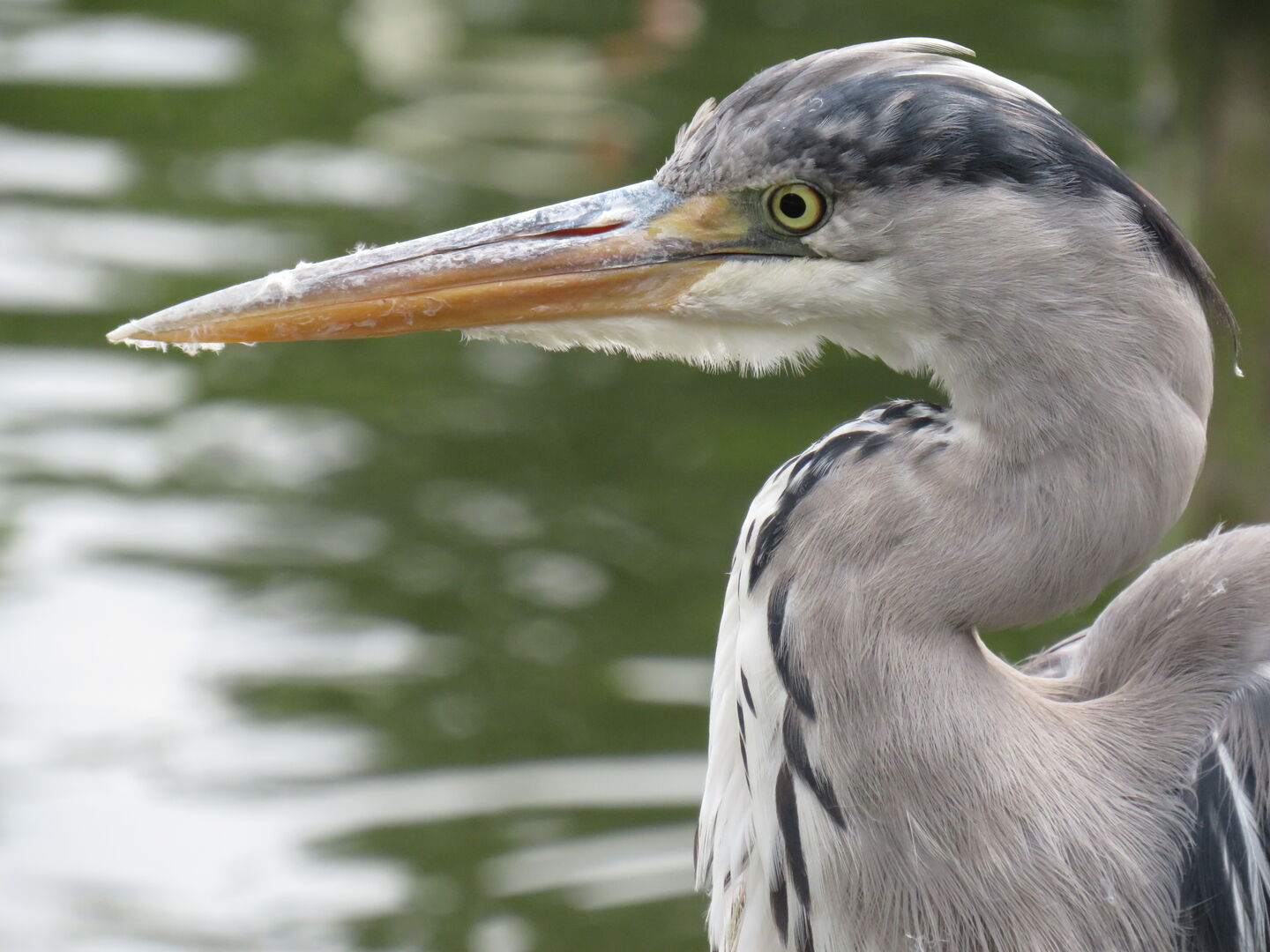 Graureiher am Wasser