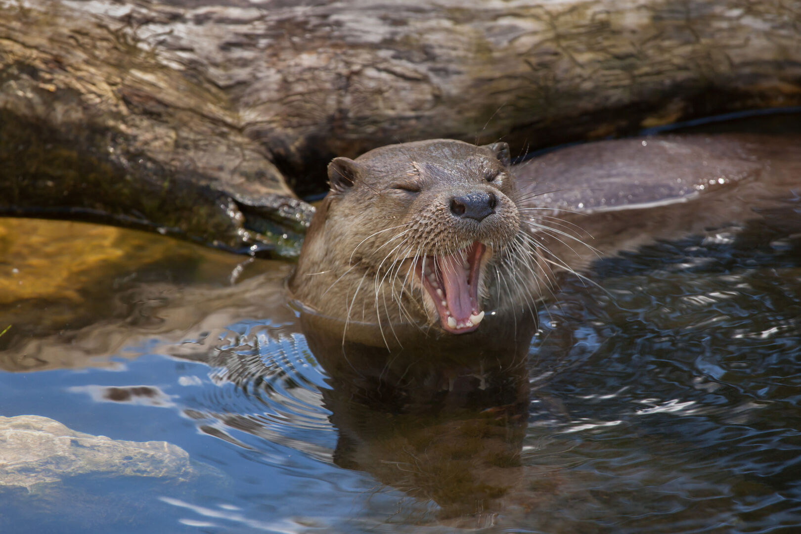 Gähnender Fischotter