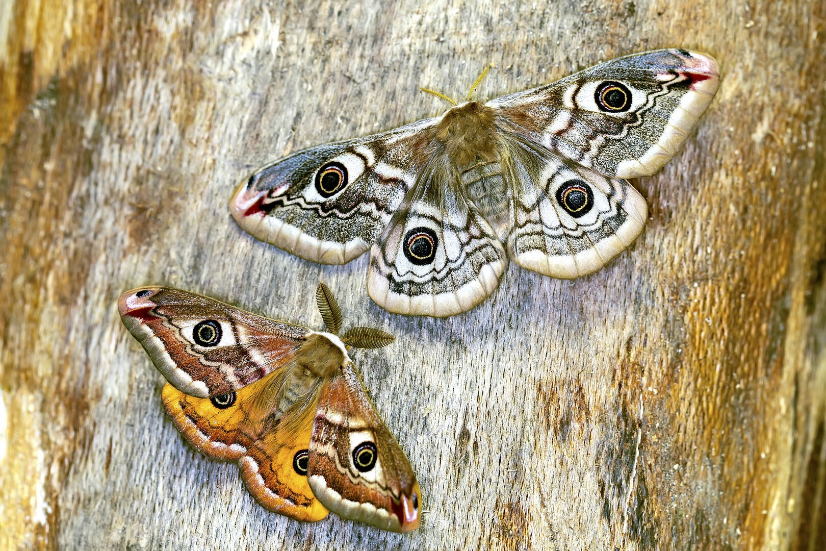 Wiener Nachtpfauenauge am Baum