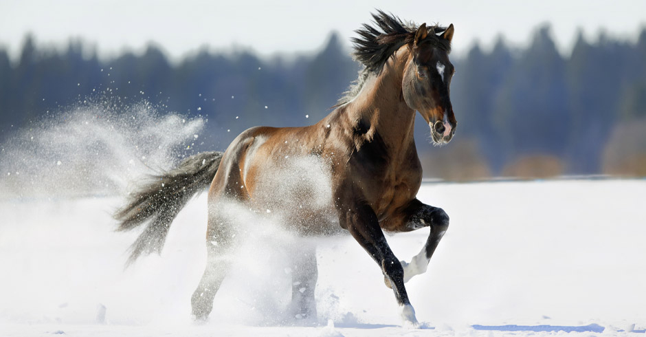 Galoppierendes Pferd im Schnee