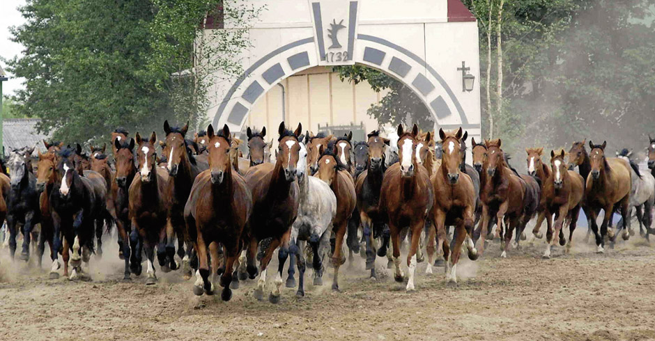 Trakehner Stutenherde