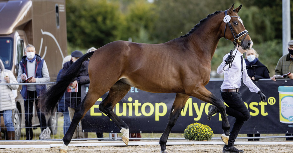 Trakehnerhengst Sinatra