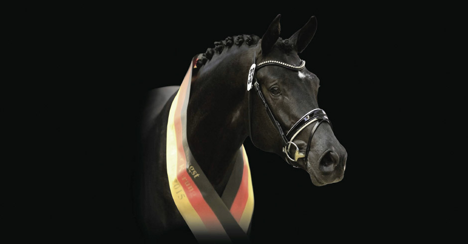 Trakehner Siegerhengst Perpignan Noir