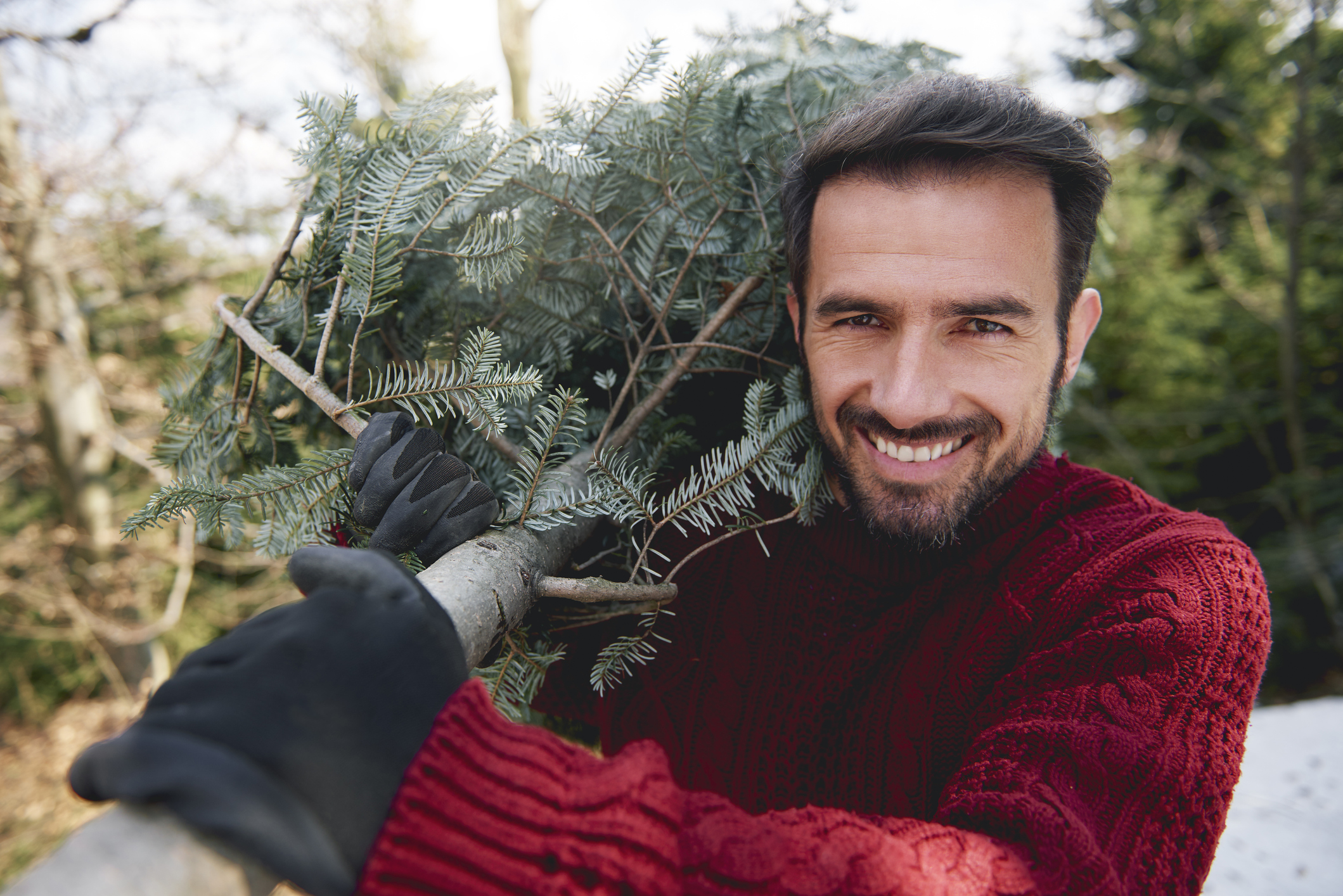Mann im roten Pullover trägt Baum