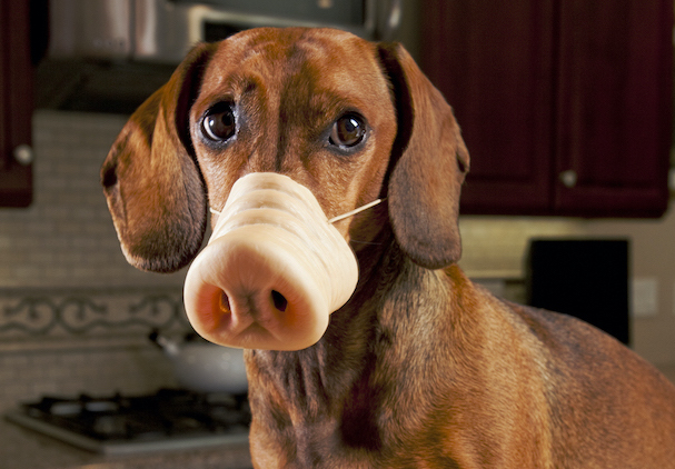 Innerer Schweinehund | Credit:  Armadillo Stock 2010/iStockfoto/Thinkstock
