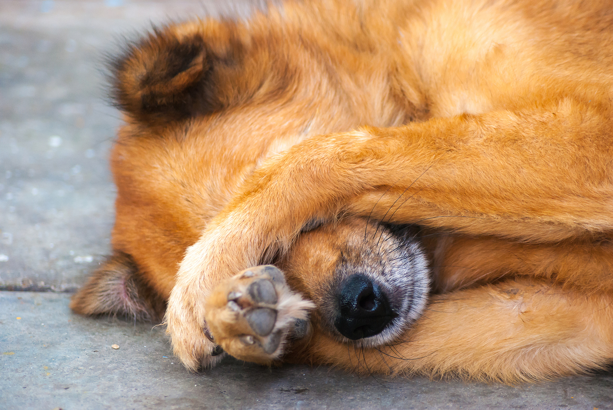 Auf Hunde und Katzen sollte man jetzt besonders Acht geben.