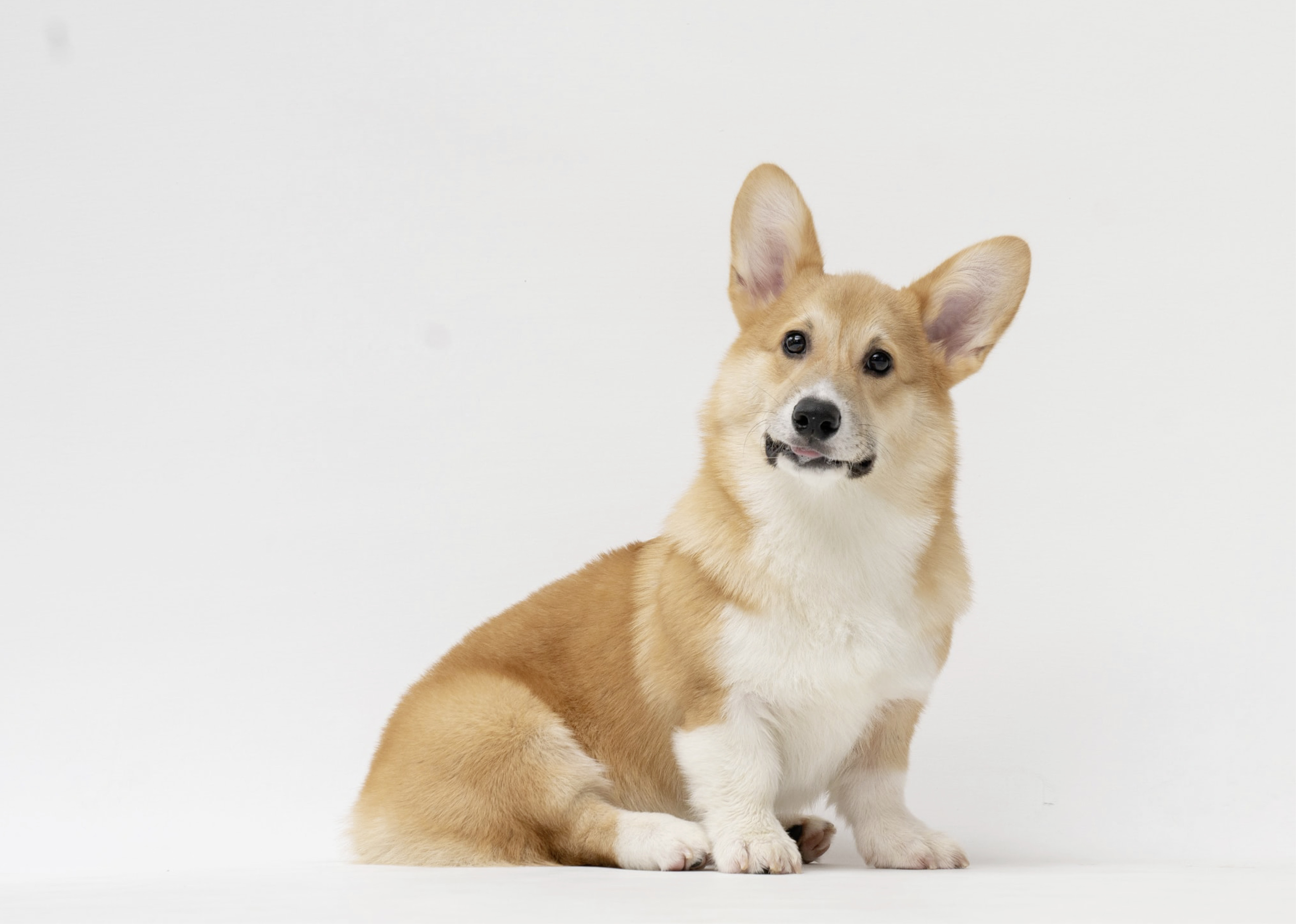 Corgi