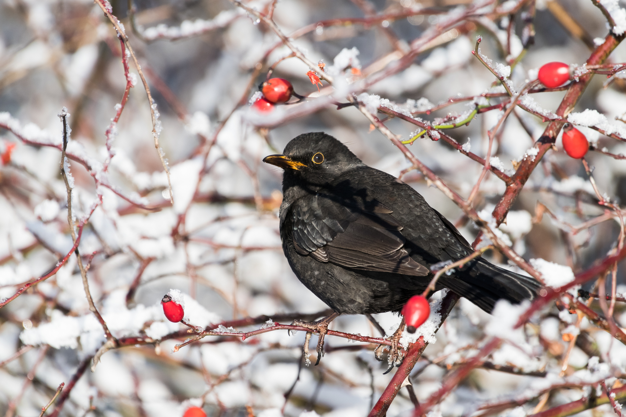 Amsel im Winter