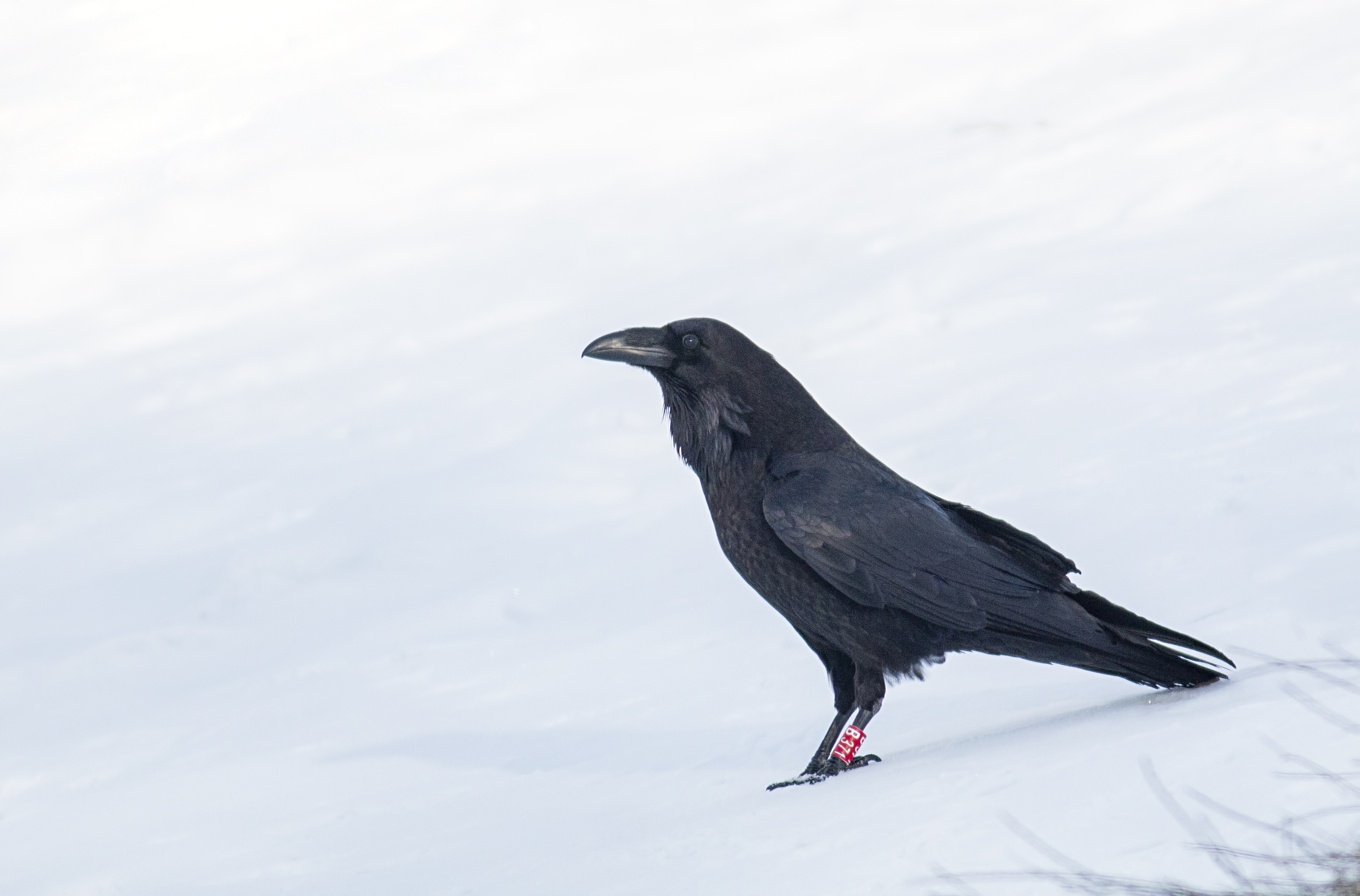 Rabe am Schnee