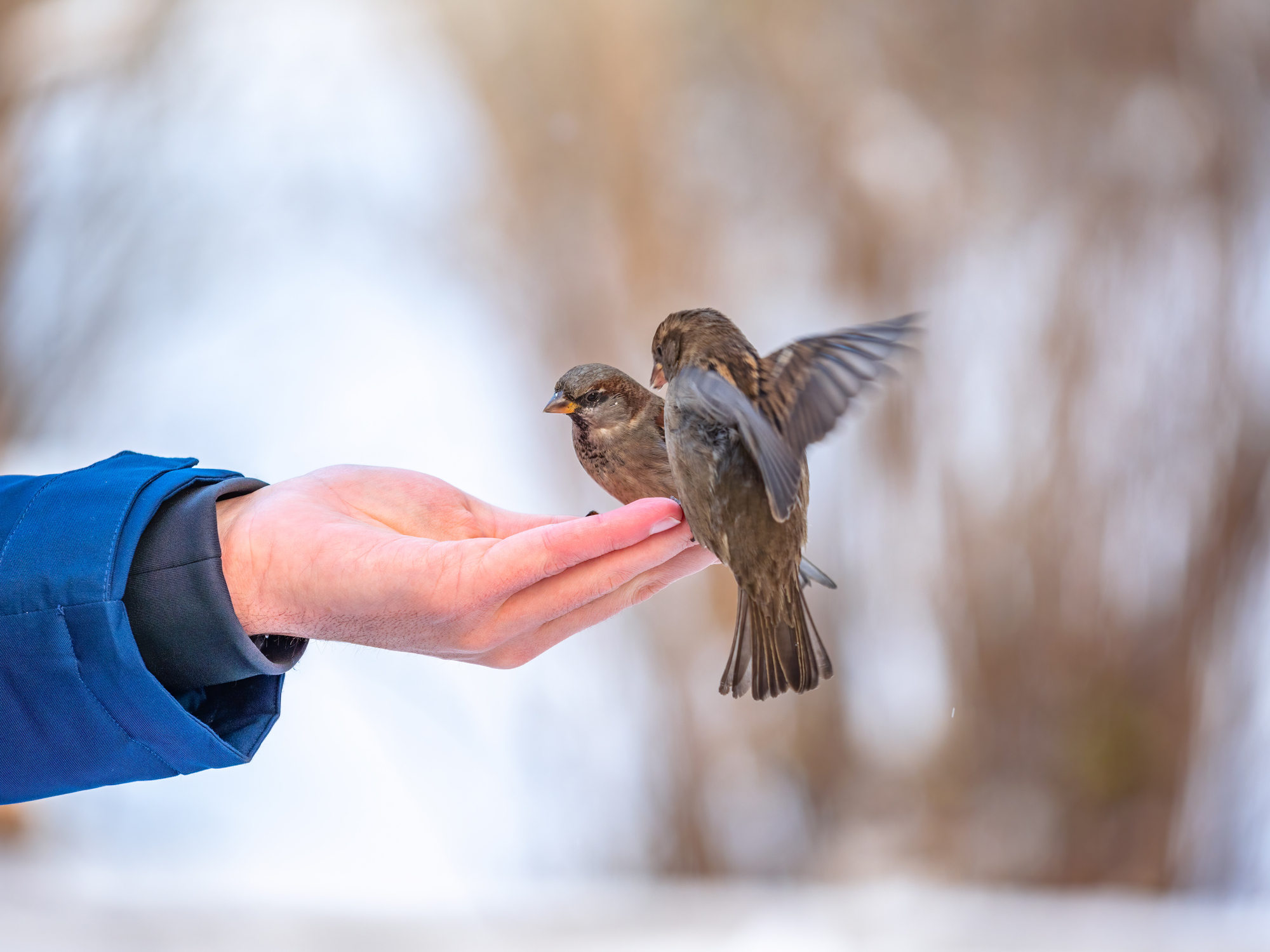 Spatzen werden gefüttert