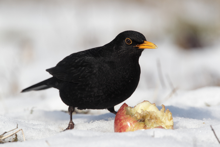 Amsel im Schnee mit Apfel | Credit: Mike Lane Getty Images/iStockphoto