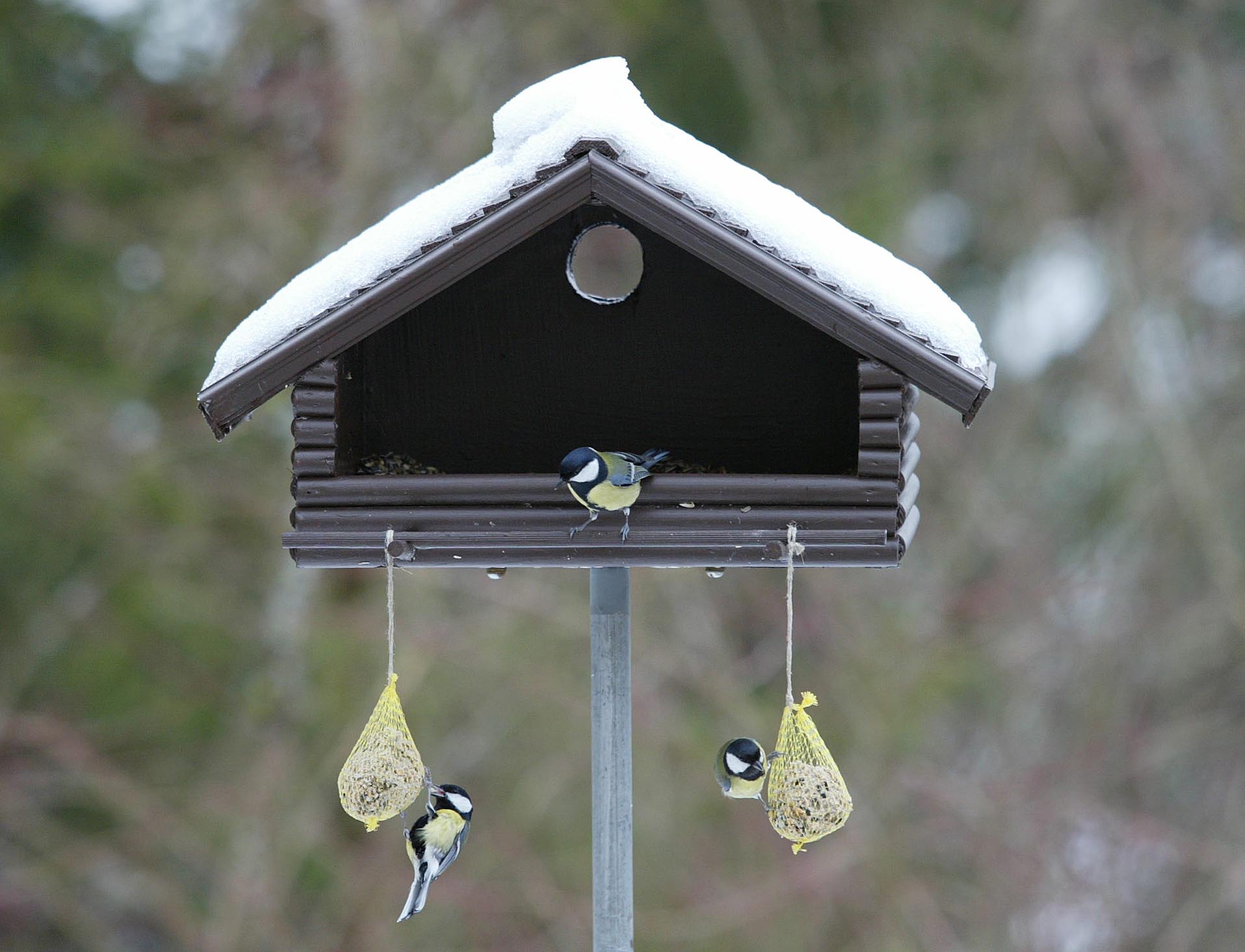 Vogelhaus mit Meisen | Credit: Franz Neumayr