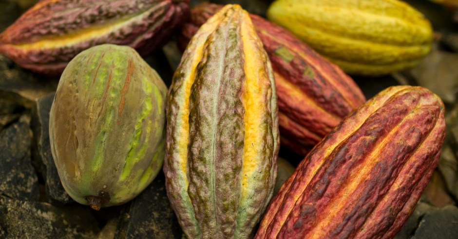 Früchte des Kakaobaums