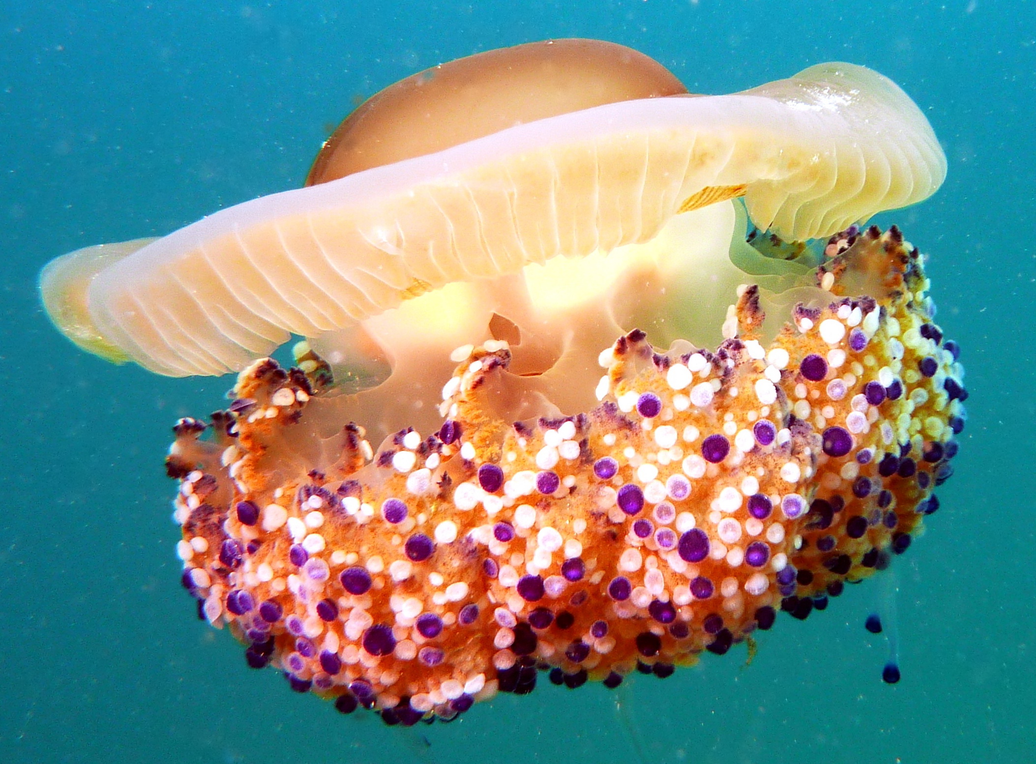 Eine farbenfrohe Spiegeleiqualle