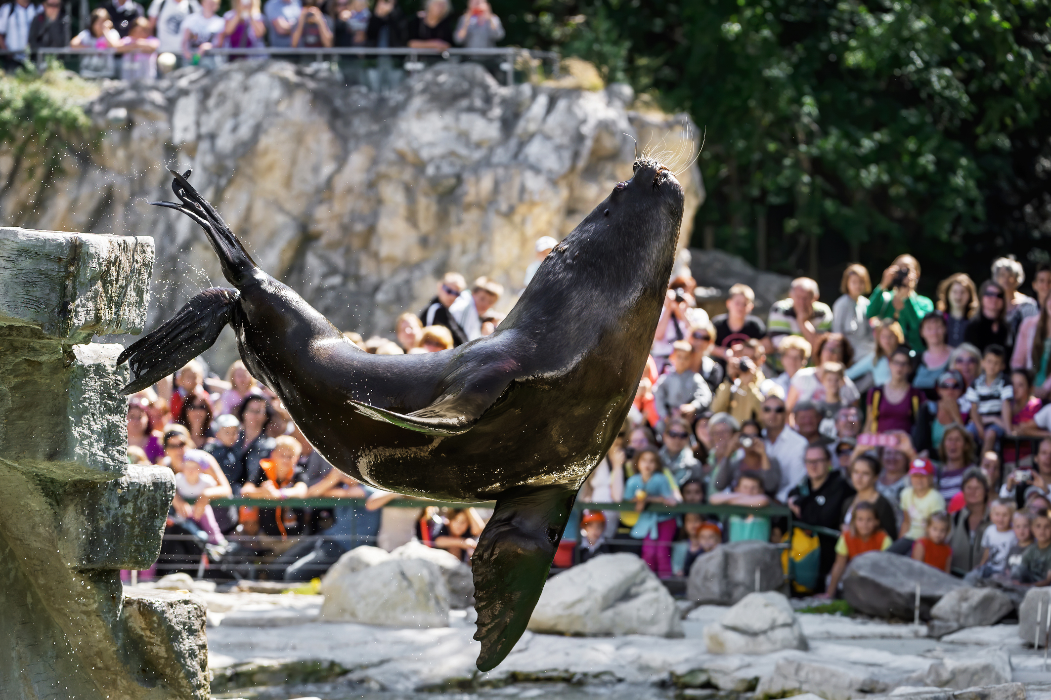 Robbenmännchen springt ins Wasser