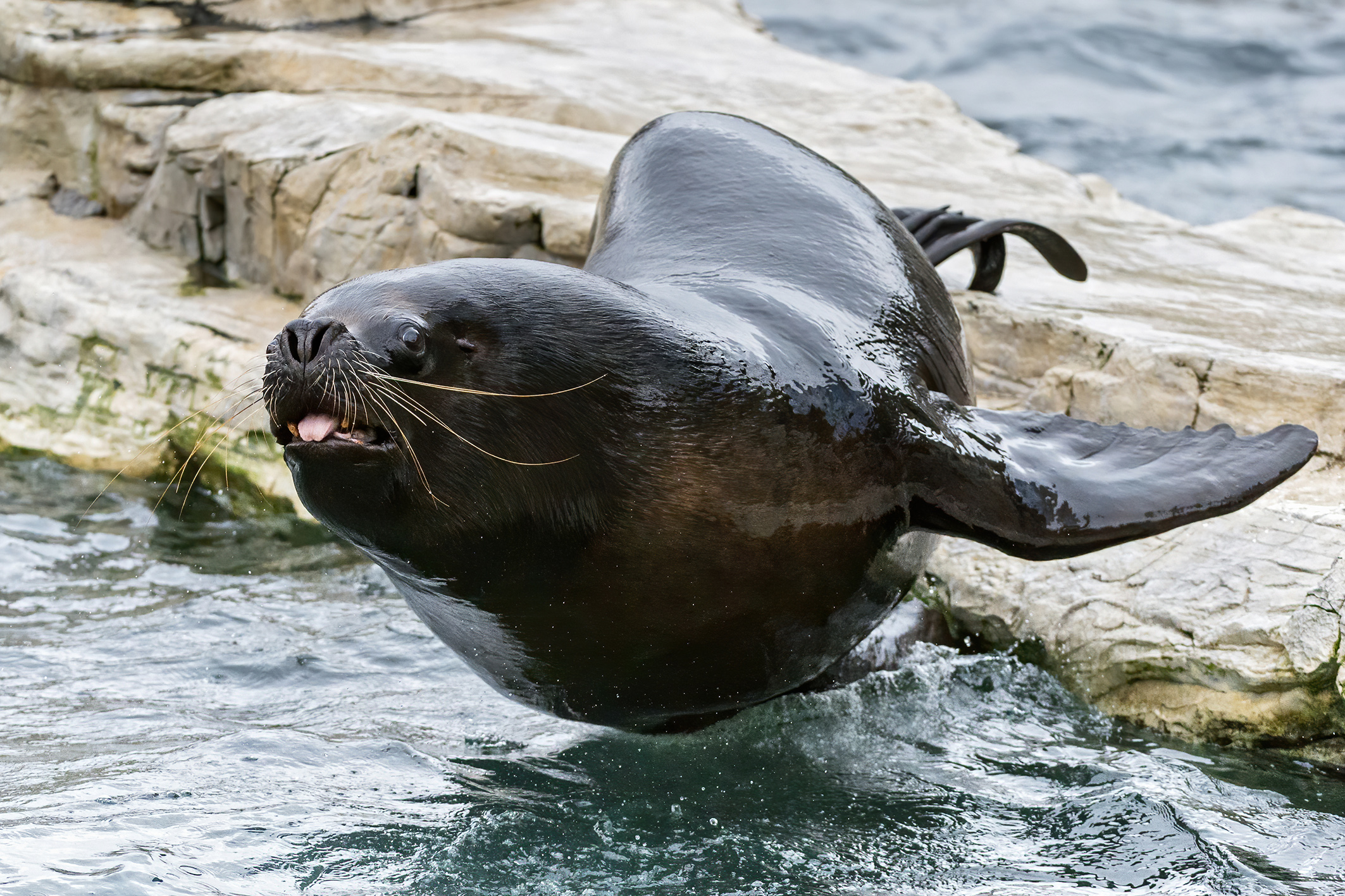 Robbenmännchen Comandate am Weg ins Wasser