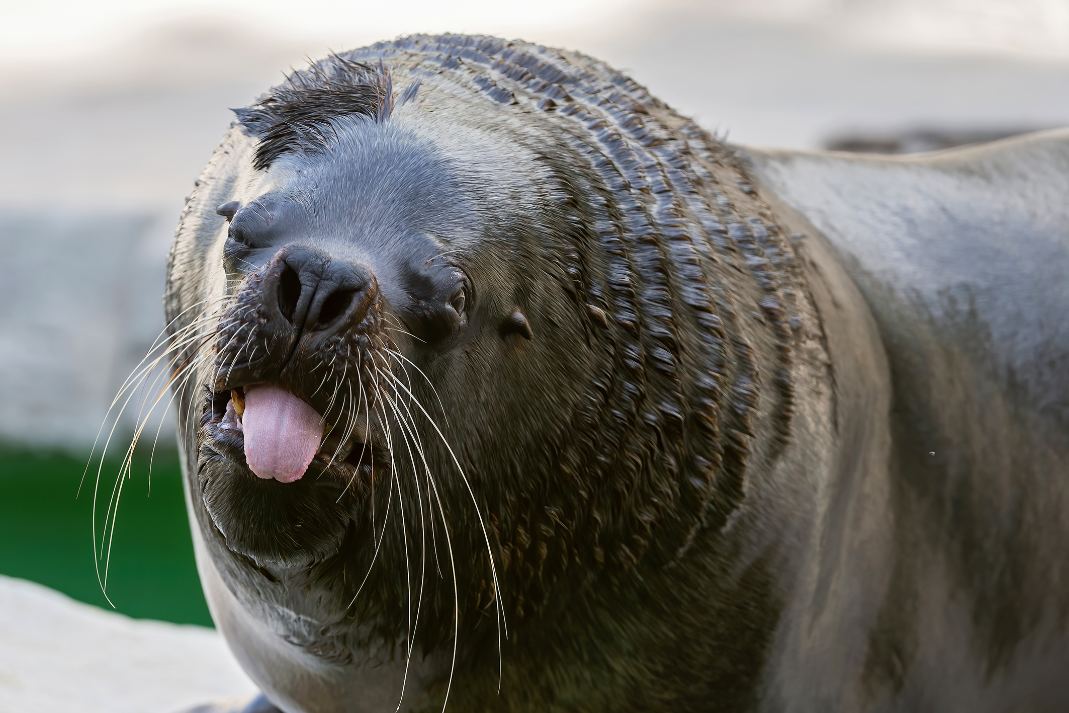 Robbenmännchen Comandate zeigt Zunge