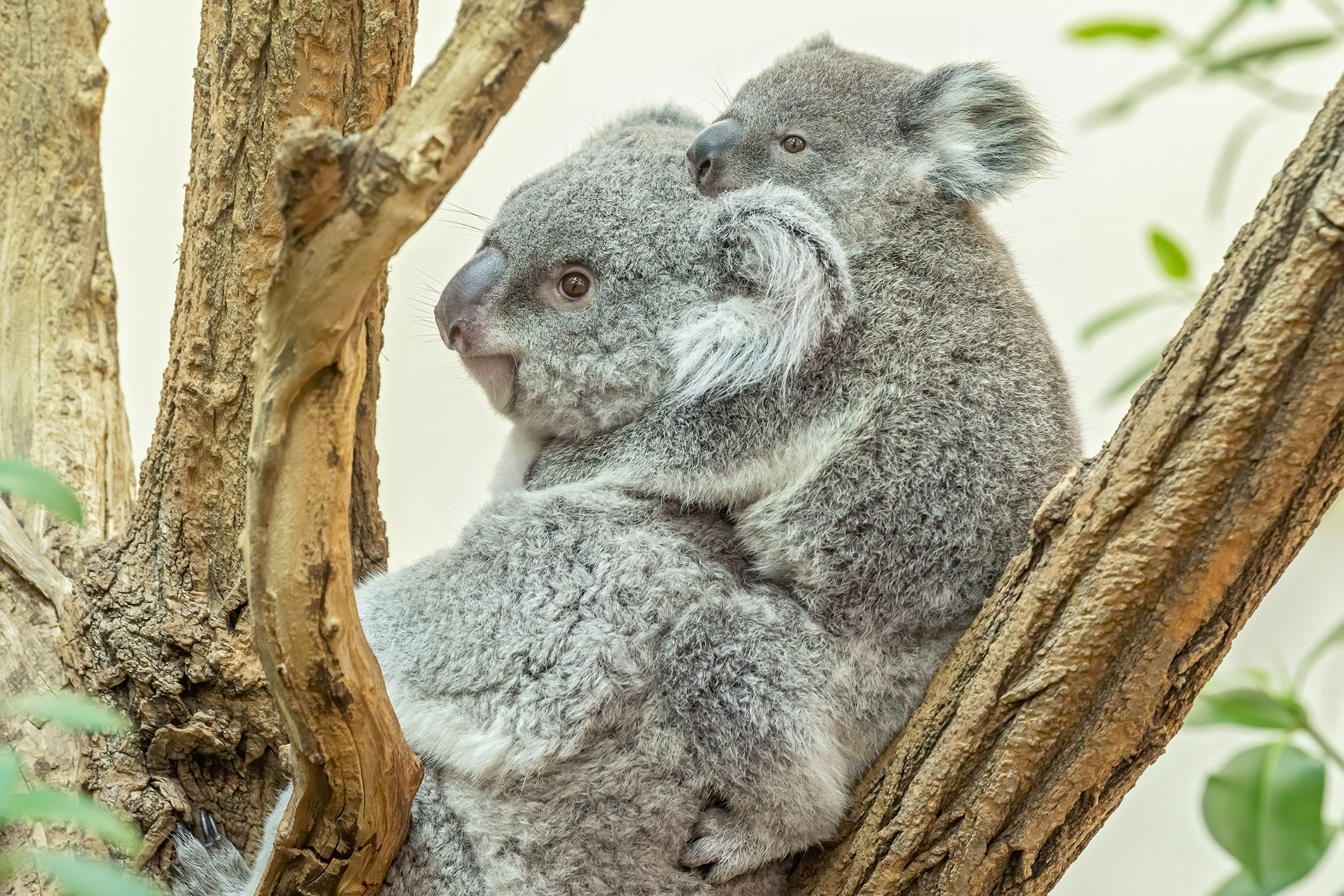 Koalas sitzen im Ast